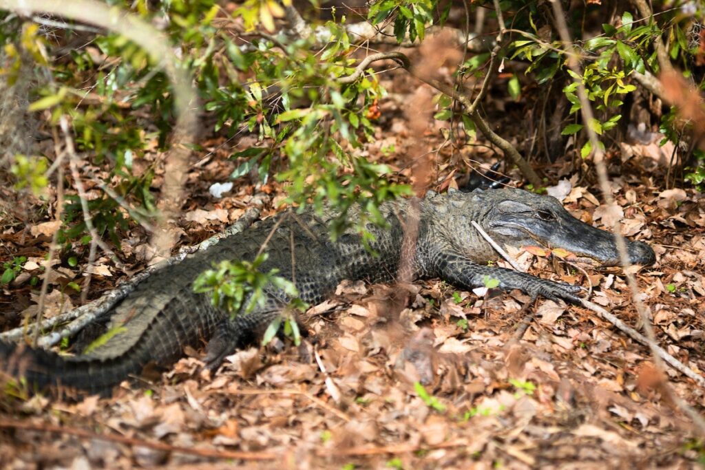An alligator rests on the ground beside a canal. Photo by Tyler Jones-UF-IFAS