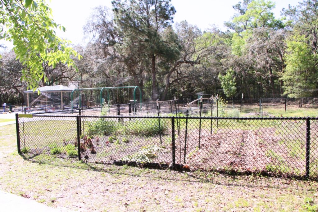 Community garden grow at Green Acres Park. Photo by Lillian Hamman