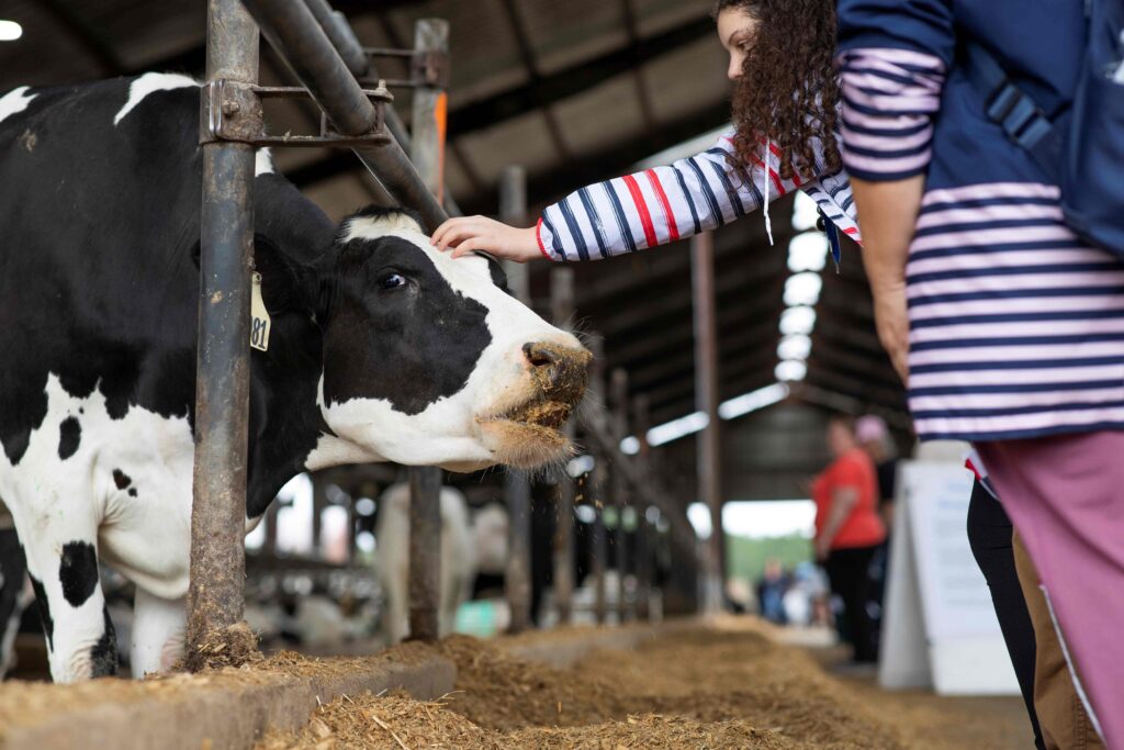 A child pets a dairy cow during Animal Sciences Family Day at the Dairy. 