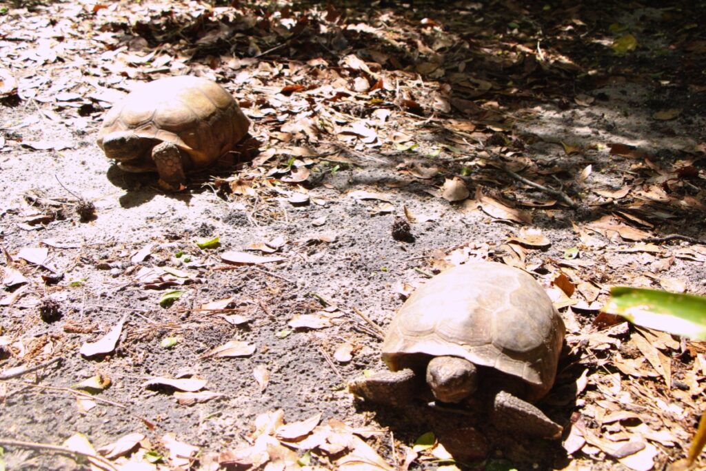 Gopher tortoises Celes and Seal bask in the sun at Santa Fe Teaching Zoo. Photo by Lillian Hamman