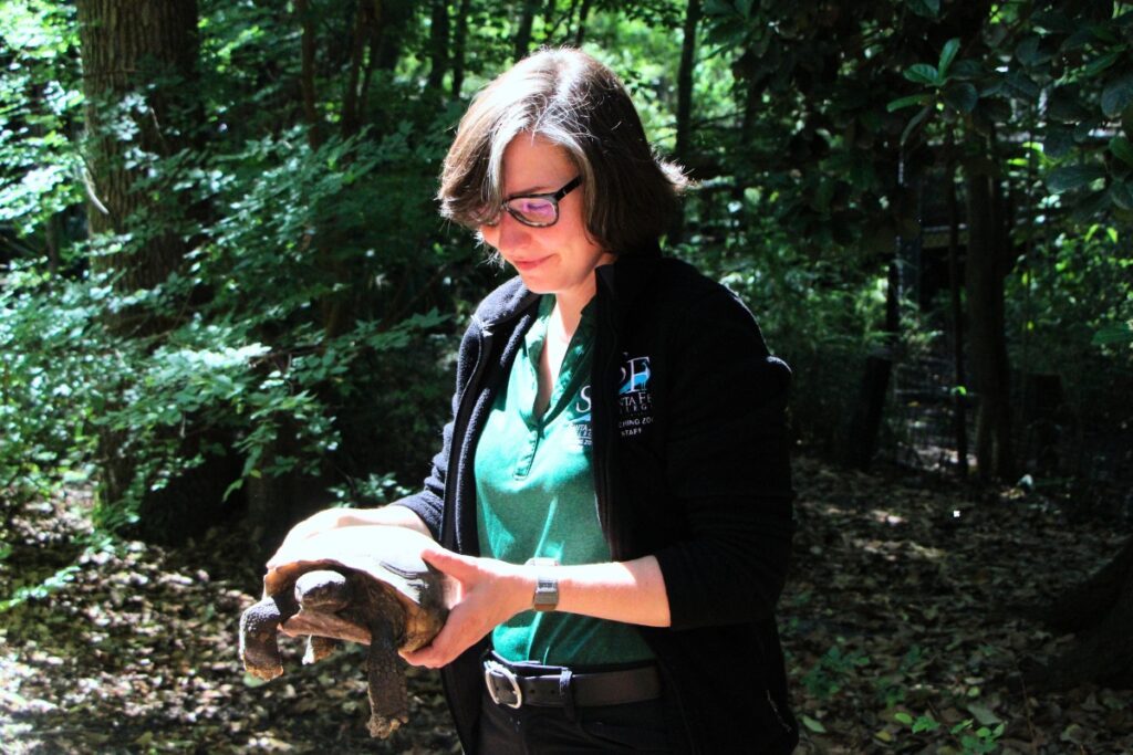 Jade Woodling holds a gopher tortoise at the Santa Fe Teaching Zoo. Photo by Lillian Hamman (1)