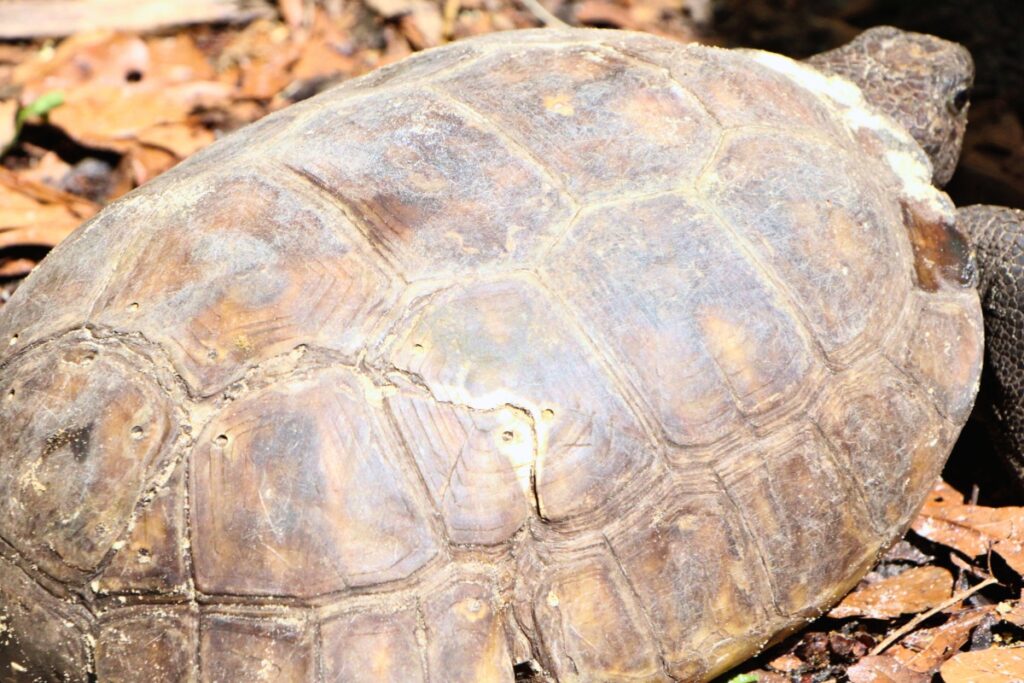Seal the gopher tortoise has 19 screws in his cracked shell after being hit by a car. Photo by Lillian Hamman
