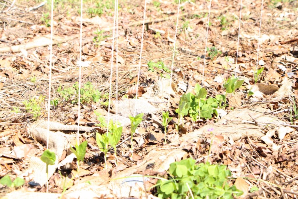 Sprouting plants at Green Acres Park community garden in Gainesville. Photo by Lillian Hamman