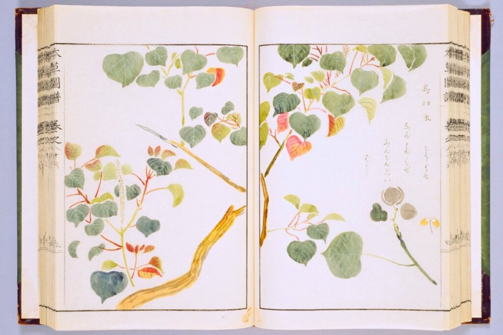 Tallow trees are native to Asia, where they’ve been cultivated for hundreds of years. Illustration by Iwasaki Tsunemasa (1)