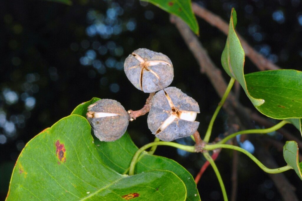 The fruits develop a protective, woody covering that falls away when the seeds are mature. Photo by Doug Goldman - CC BY-SA