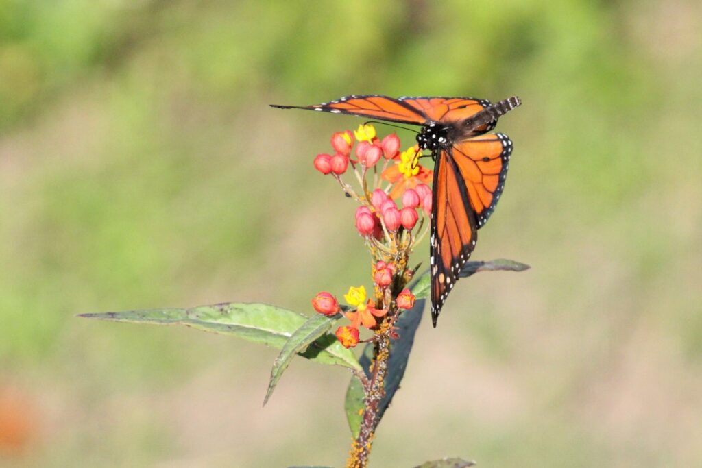 A butterfly stops on a flower at Chapman's Pond in Alachua County.