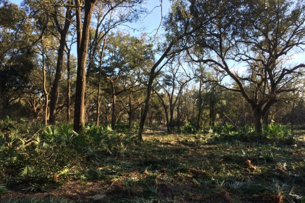 The Lee family property contains sandhill habitat, with large portions part of the Hickory Sink Strategic Ecosystem. 