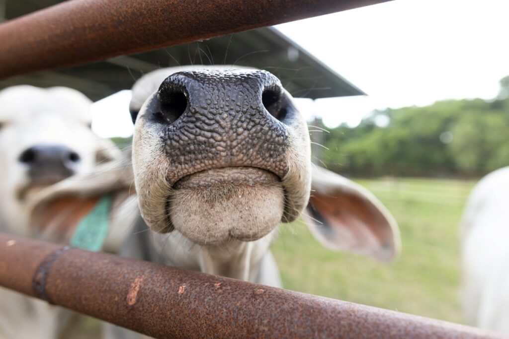 A curious cow peeks through a gate at a UFIFAS research facility. Photo by Cat Wofford - UFIFAS