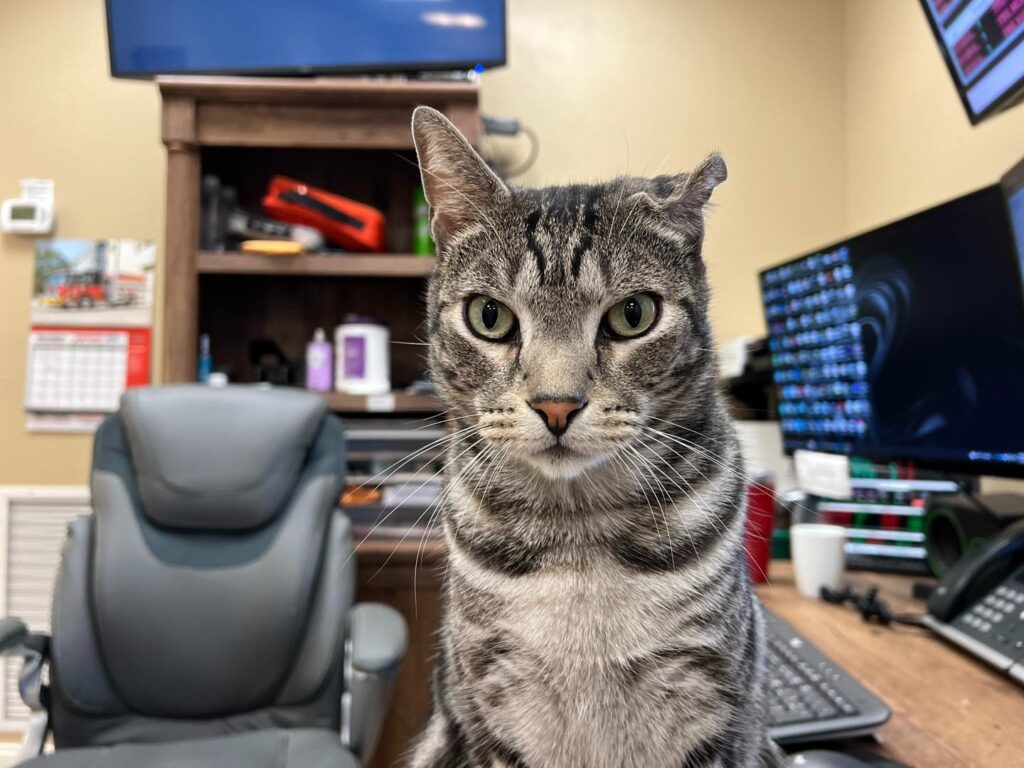 Deputy Chief Meow supervises from his command post. Courtesy High Springs Fire Department