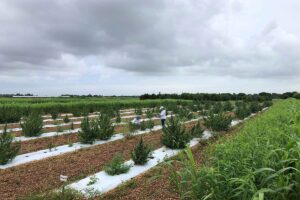 A view from the ground of the hemp experiment at UF/IFAS Tropical Research and Education Center in Homestead, Florida. Researchers planted acres of a popular hemp variety known as Wife.