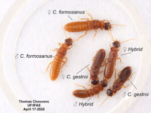 Lead author, Thomas Chouvenc, provides a close up look at all species in the study showing the slight differences among the established termites and the establishing hybrid.