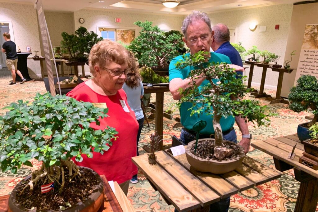 The fourth annual Grand Bonsai Exhibition will be held at Oak Hammock on Saturday and Sunday, May 10-11, in Gainesville. Courtesy of Oak Hammock