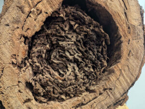 An unspecified termite colony has hollowed out a tree.