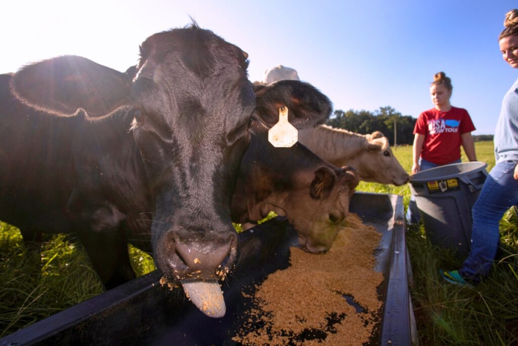 UFIFAS animal sciences students filling a trough of cattle feed. Photo by Tyler Jones - UFIFAS