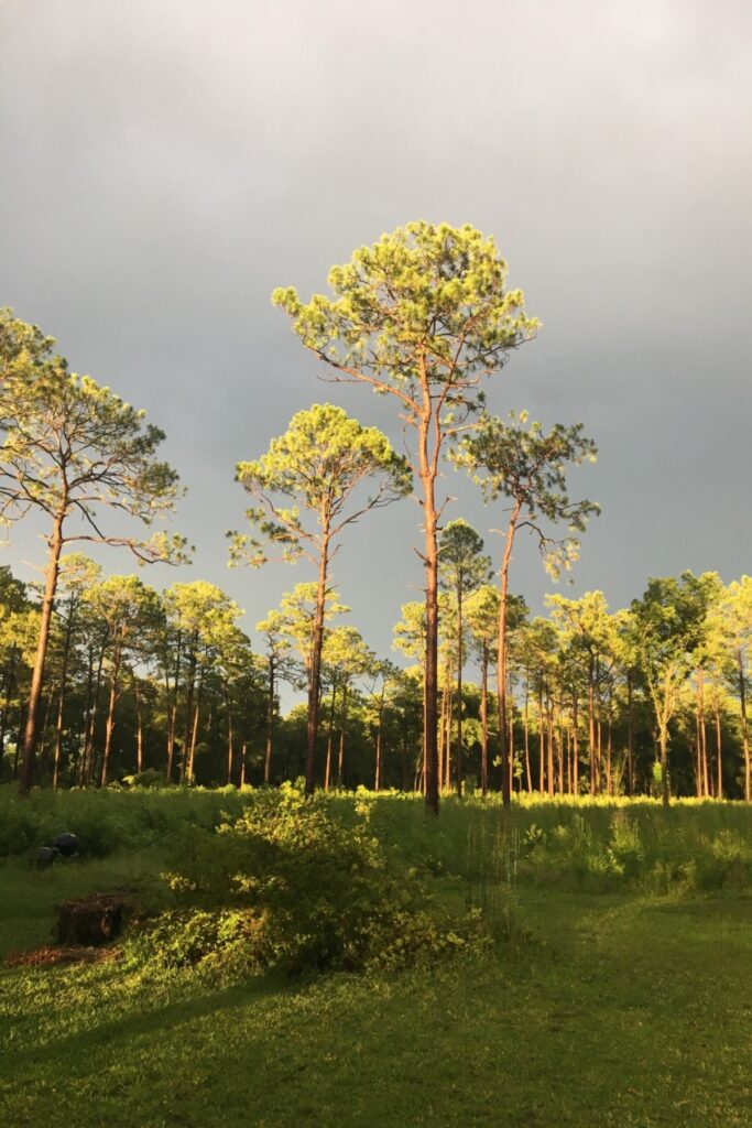 The Lee family property contains sandhill habitat, with portions part of the Hickory Sink Strategic Ecosystem. 