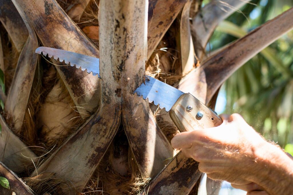 Young trees need structural pruning more frequently until they are mature, when they may need little to no pruning. Courtesy of UFIFAS