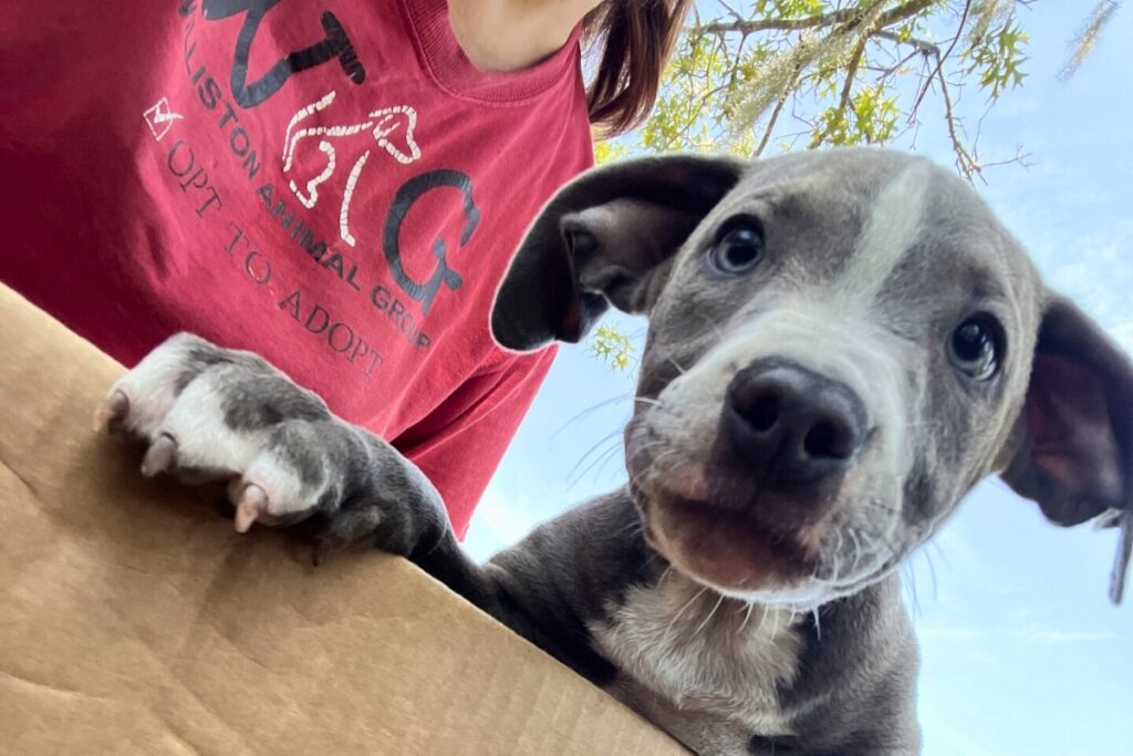 the Williston Animal Group (WAG) will host its Puppy Palooza to showcase adoptable puppies on Saturday. Courtesy of WAG