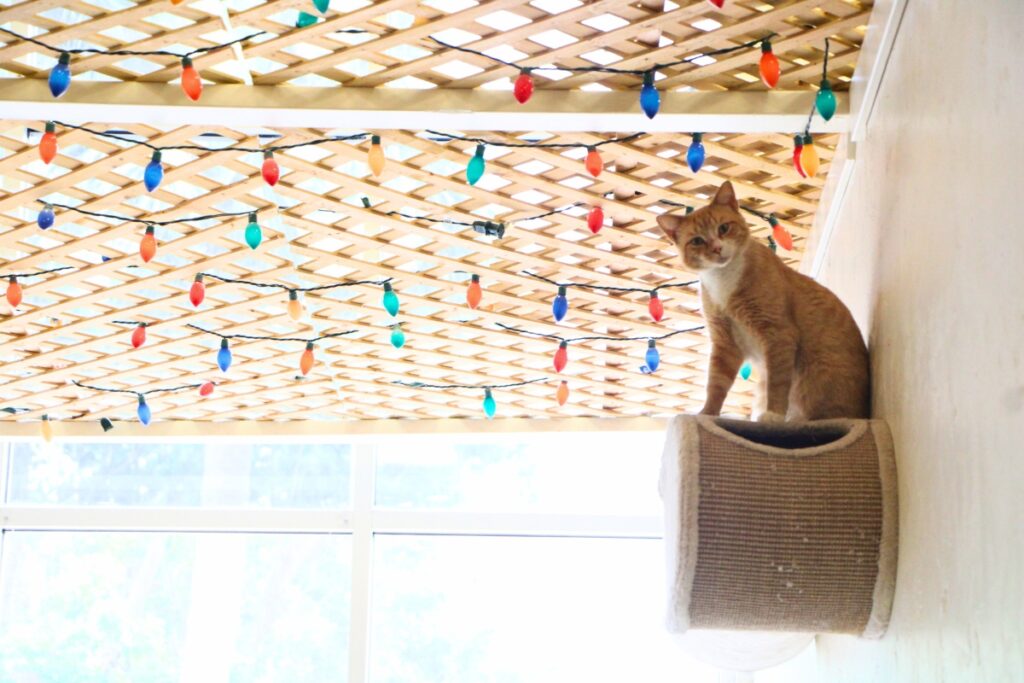 A cat available for adoption poses in the café. Photo by Lillian Hamman