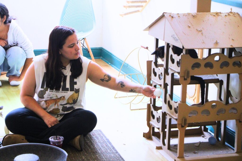 A customer offers toys to a café kitty. Photo by Lillian Hamman