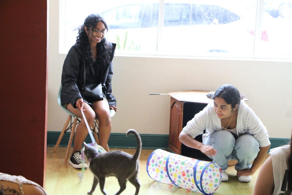 Cafe customers play with an adoptable cat. Photo by Lillian Hamman (1)