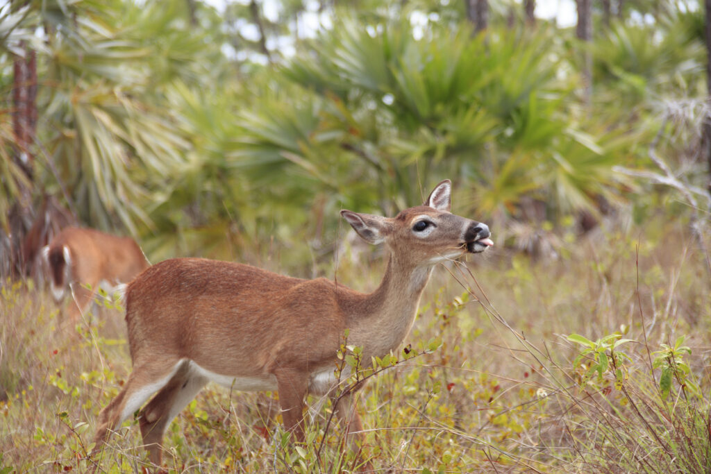 Key Deer grazing at National Key Deer Refuge Big Pine Key, Key West Florida