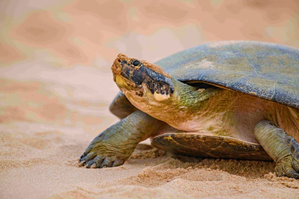 A close-up of a nesting Giant South American River Turtle on a sandbank in the Amazon’s Guaporé River. Photo by Omar Torrico-Wildlife Conservation Society