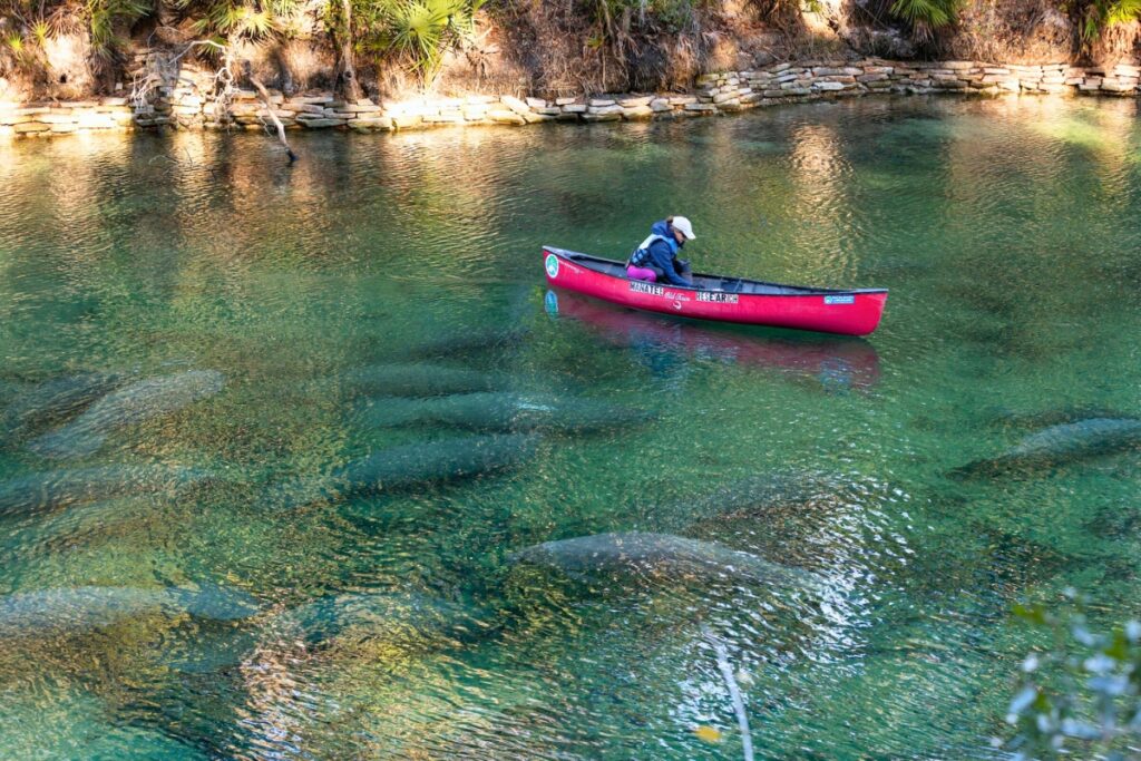 A woman counts West Indian Manatees from a canoe at Blue Springs State Park near Orange City, Florida. Cat Wofford - UF-IFAS