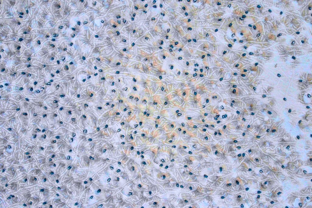 Aerial photo of female Giant South American River Turtles congregating on a sandbank in the Amazon’s Guaporé River to nest. Photo by Omar Torrico-Wildlife Conservation Society