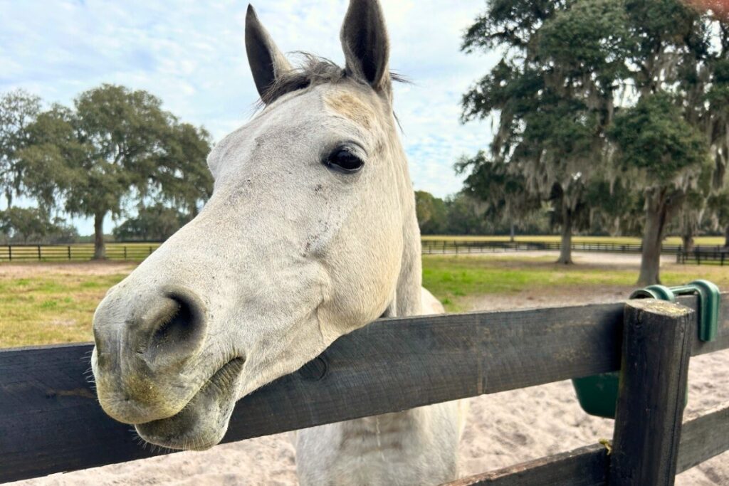 An Ocala thoroughbred horse. Photo by Ronnie Lovler
