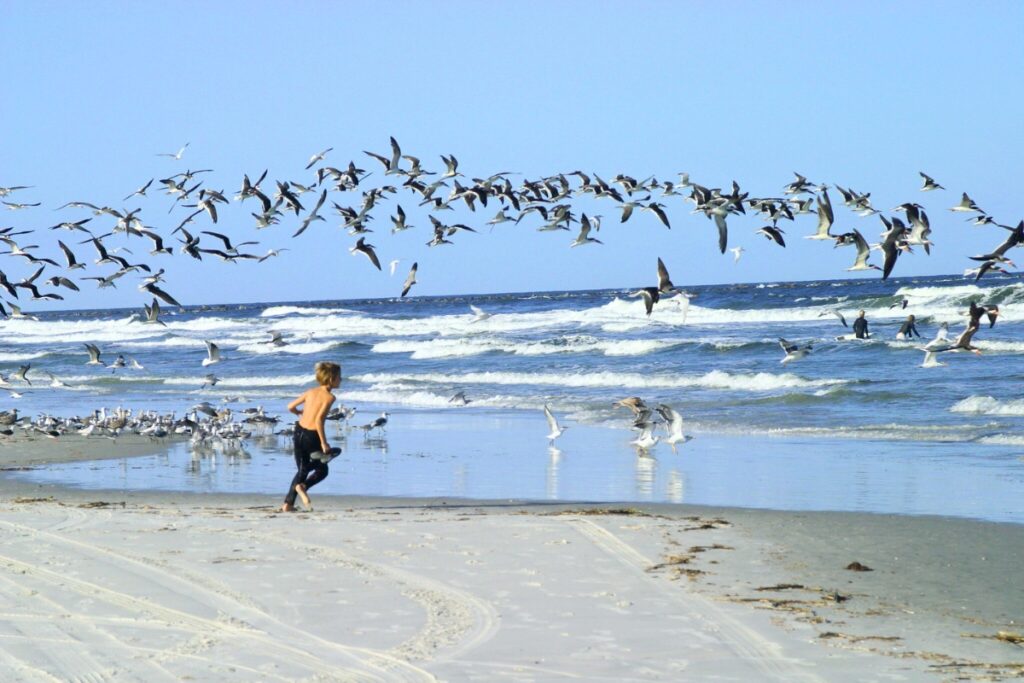 The FWC asks people not to disturb seabirds and shorebirds when visiting the coastline. Courtesy of FWC