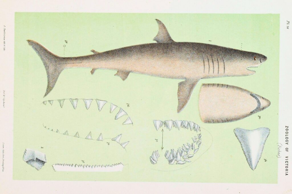 Another 19th century illustration, with dubious anatomical accuracy. Courtesy of Florida Museum of Natural History