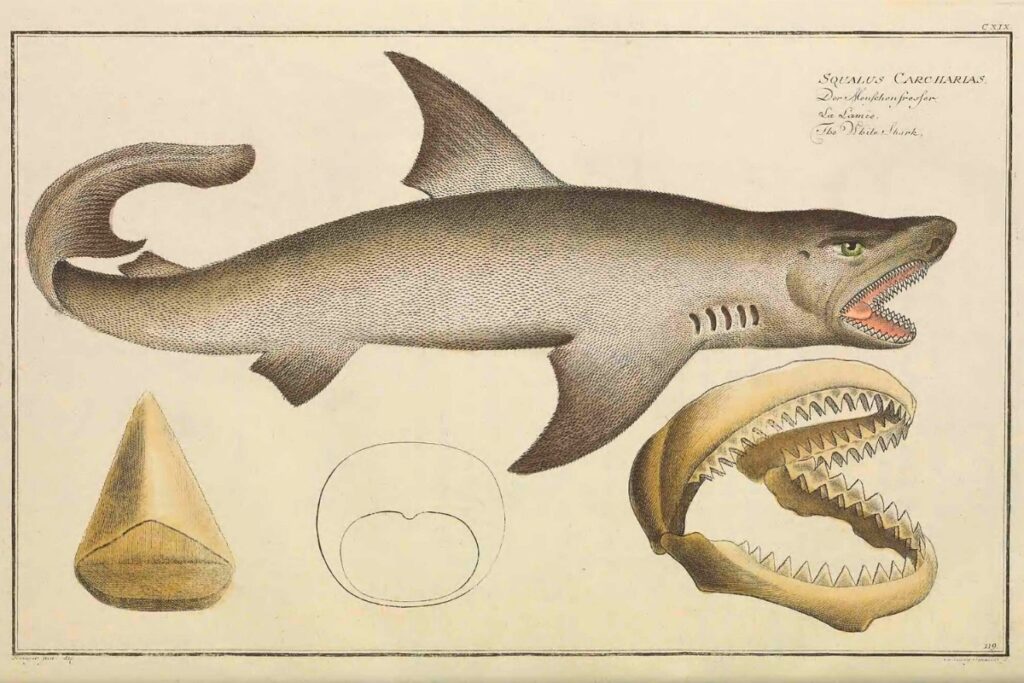 Early illustration of a great white shark made in the 19th century. Courtesy of Florida Museum of Natural History