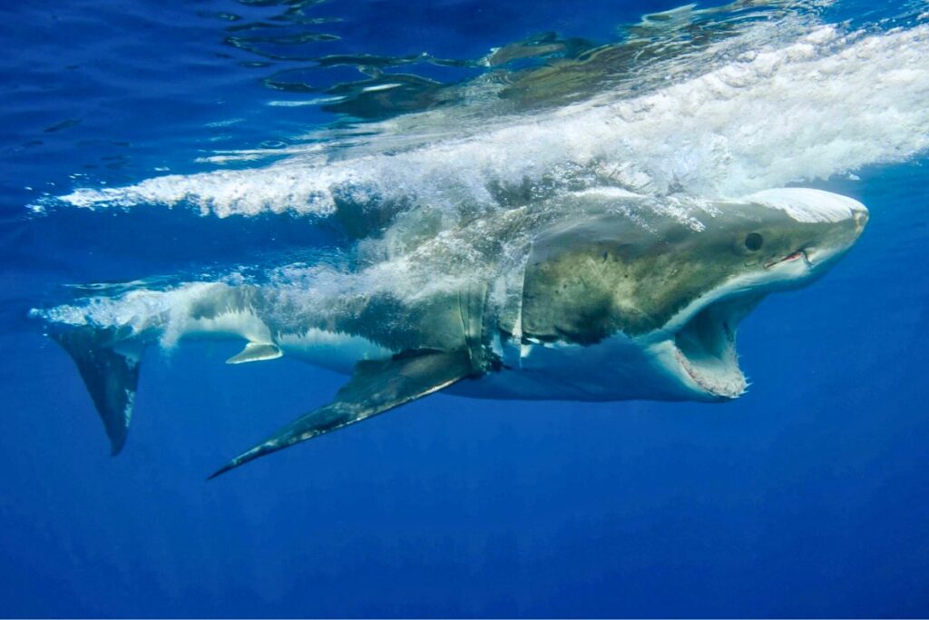 It’s currently unclear why white sharks, which often venture out into the depths of the ocean, nevertheless seem to remain in discrete populations, with very little mixing in-between.