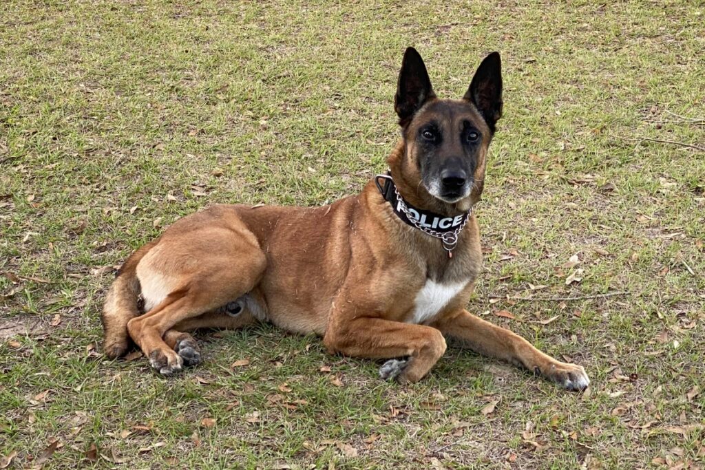 K-9 Thor worked alongside handler, Justin Horn of the Alachua Police Department, for eight years. Courtesy of Justin Horn