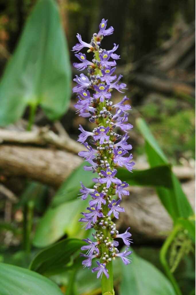 Lavender pickerel weed, scientifically known as pontederia cordata, attracts dragonflies which are direct predators of mosquitos. Photo by Tyler Jones-UFIFAS