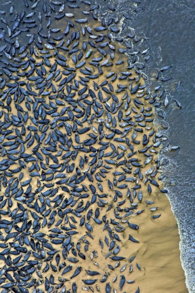 Seals are a dietary staple of white sharks. Photo by Greg Skomal