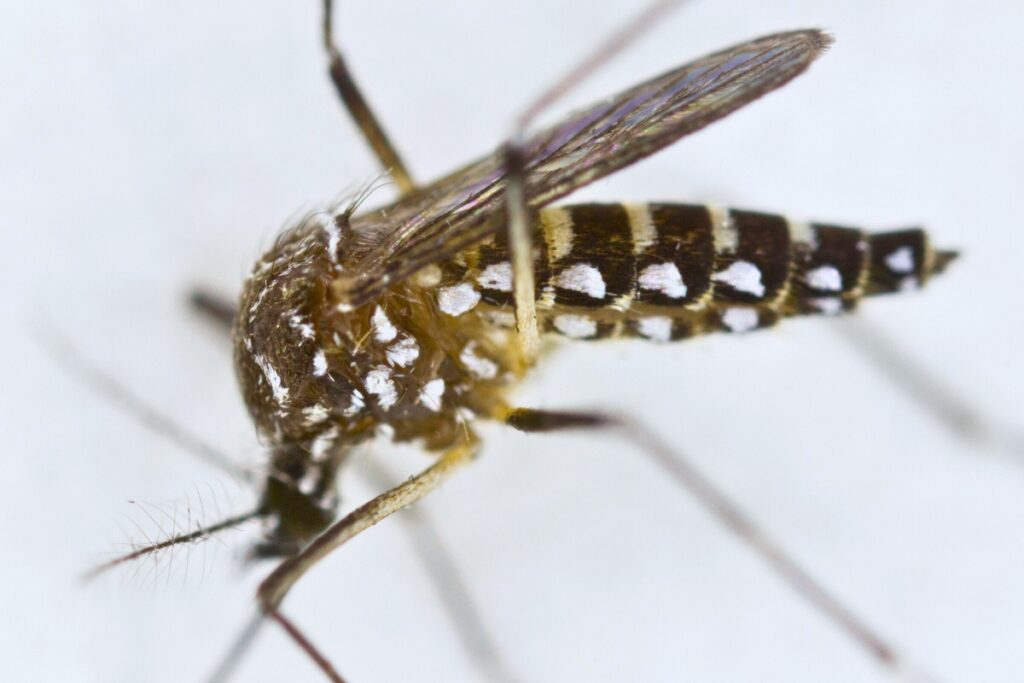 The Aedes aegypti mosquito, commonly known as the yellow fever mosquito, is a small, dark mosquito with white markings known for spreading diseases like dengue, Zika, chikungunya and yellow fever.