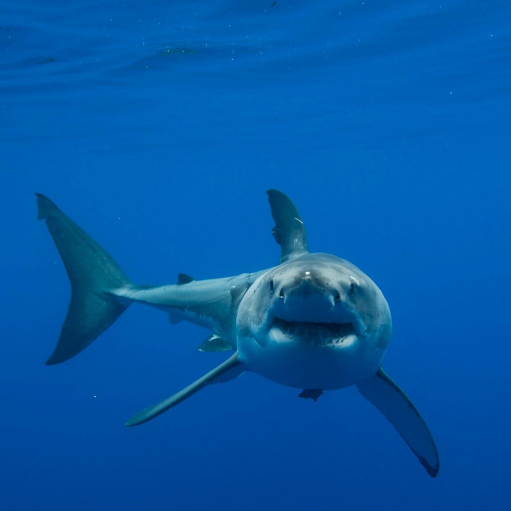 There are only a few thousand great white sharks in the world's oceans at any given time, which puts them at an increased risk of extinction if environmental conditions go haywire.