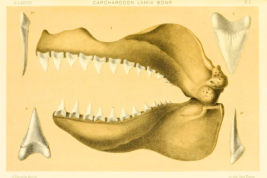 This illustration is more simplified than the others, but also more accurate. Courtesy of Florida Museum of Natural History