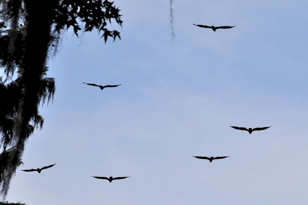 A kettle of Turkey Vultures flies over Lakeshore Drive.