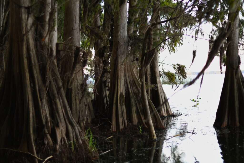 Cypress trees ring the majority of Newnans Lake and line Lakeshore Drive.