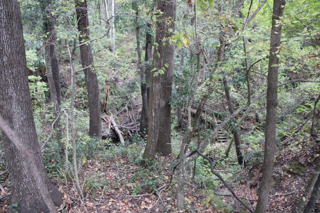 Mill Creek Sink features an underground karst cave system that feeds into the Florida aquifer. Photo by Lillian Hamman