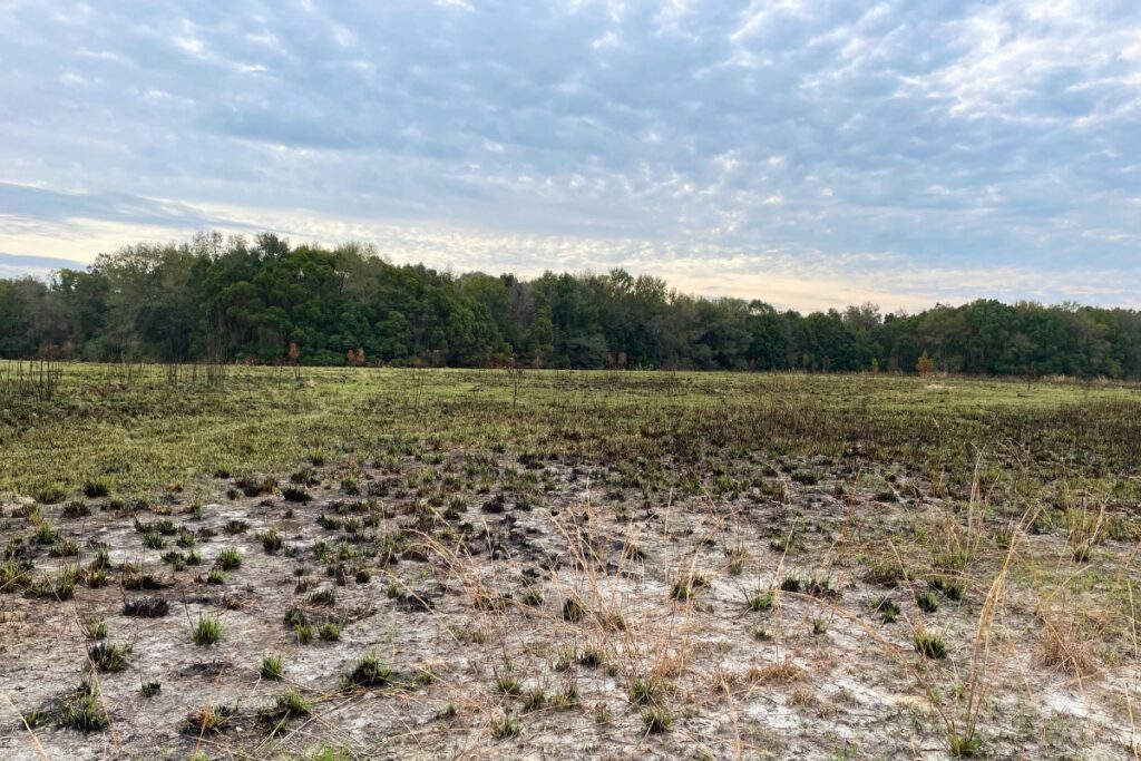 A field at WildFlowers Music Park was recently cleared and then burned in a prescribed fire.