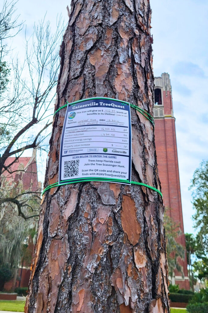 Quest trees will be tagged with tree details and QR codes in three Gainesville parks and around the University of Florida campus. Courtesy of Stephanie Cadaval-UF/IFAS
