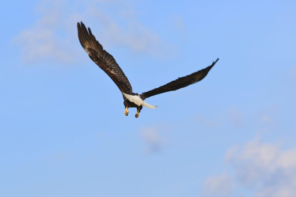 Majesta quickly flew up and into a cloud after being released from rehab. Photo by Seth Johnson