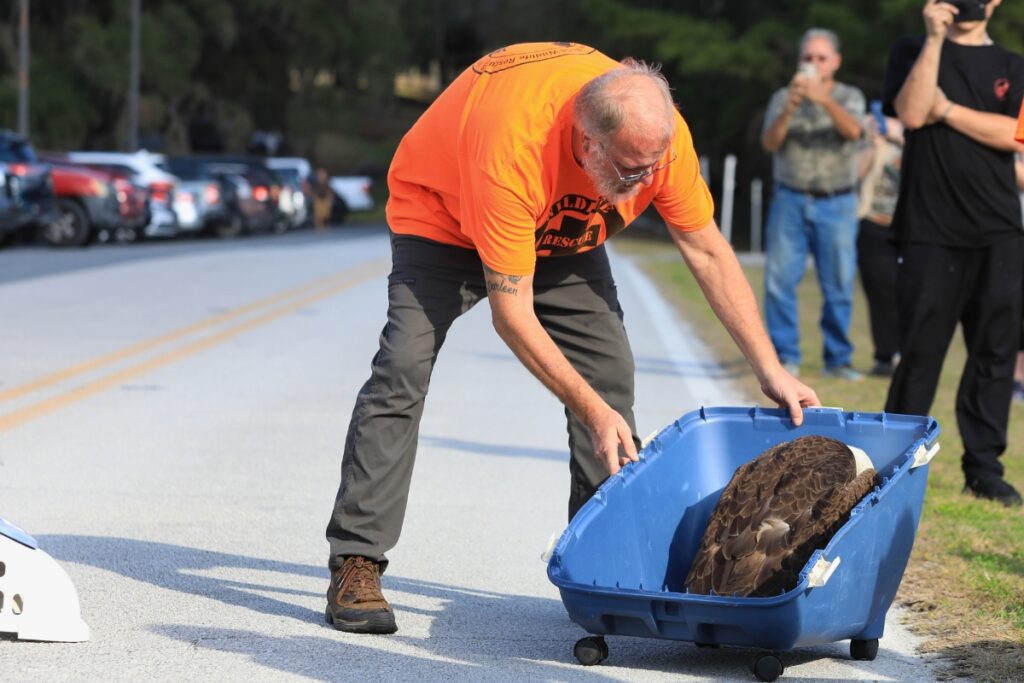Ross Bedard coaxes Majesta to take off after opening her cage. Photo by Seth Johnson