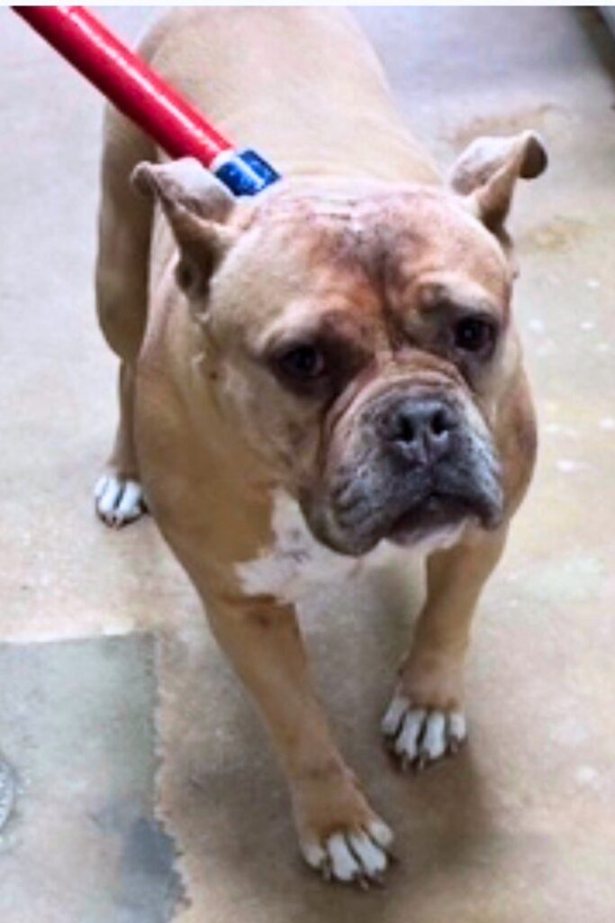 Chanel pit bull light brown dog.