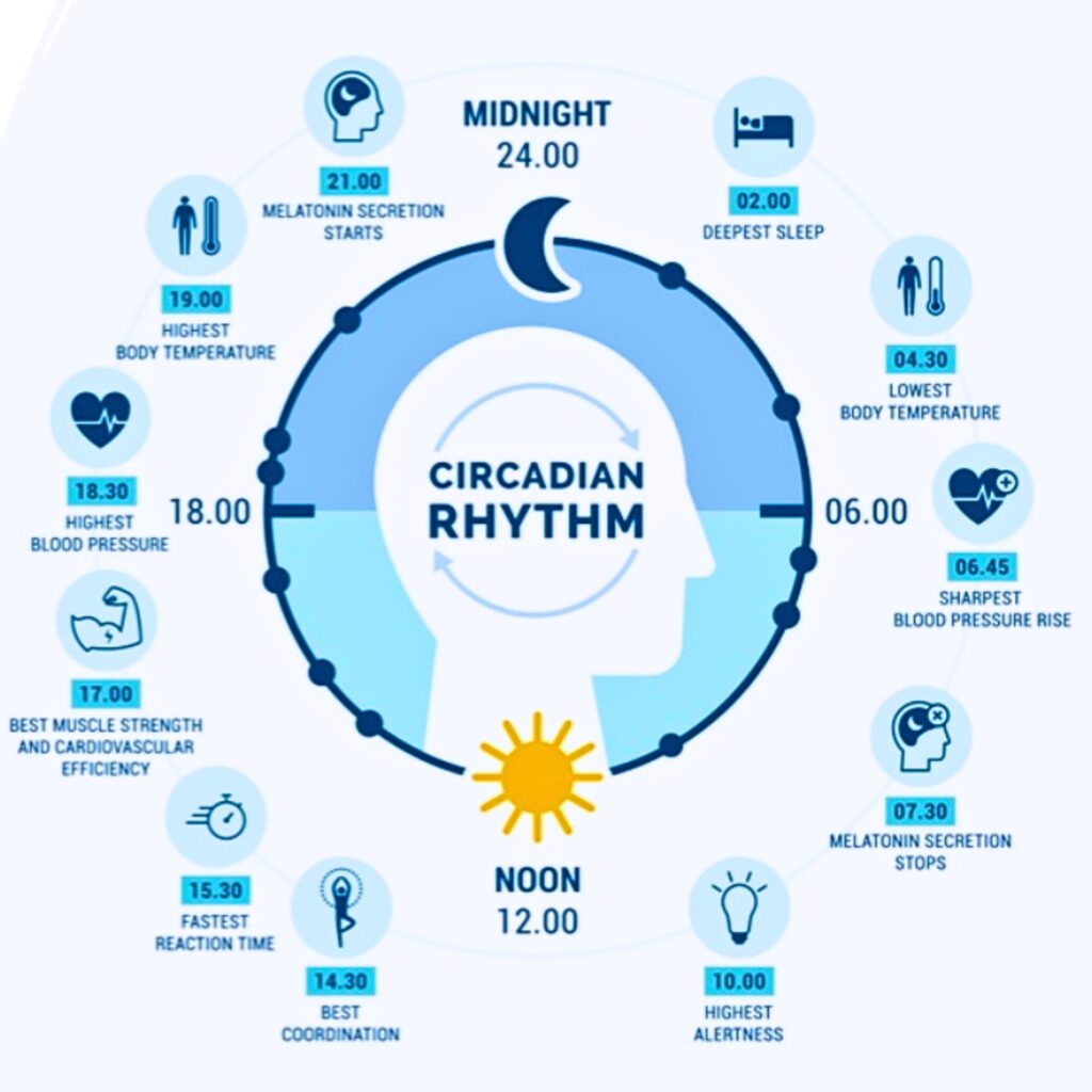 Circadian rhythm graphic. Courtesy of UF