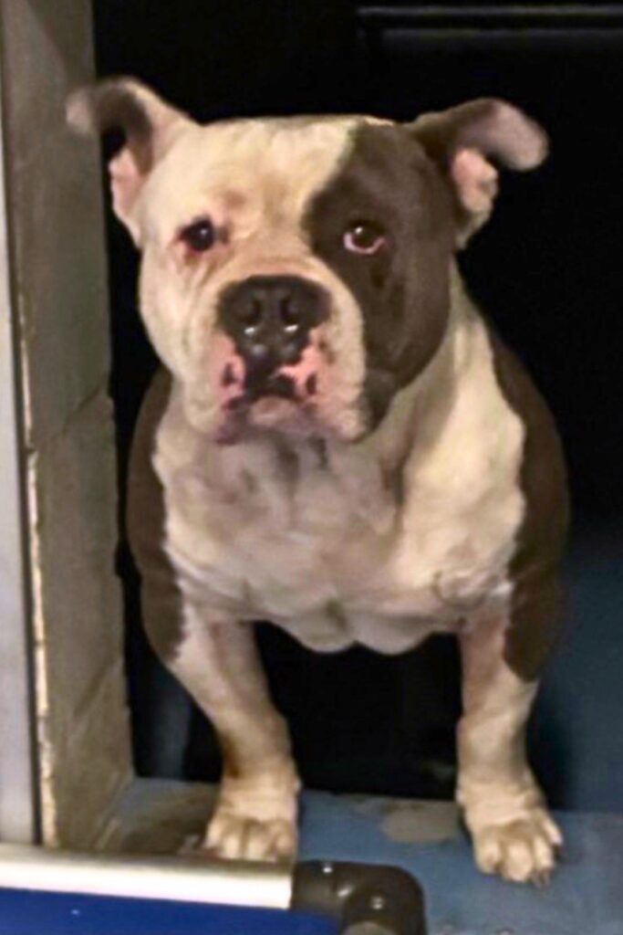 Scrappy. Courtesy of Alachua County Animal Control