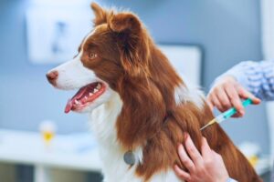 Alachua County Animal Resources to low-cost veterinary clinic on Saturday